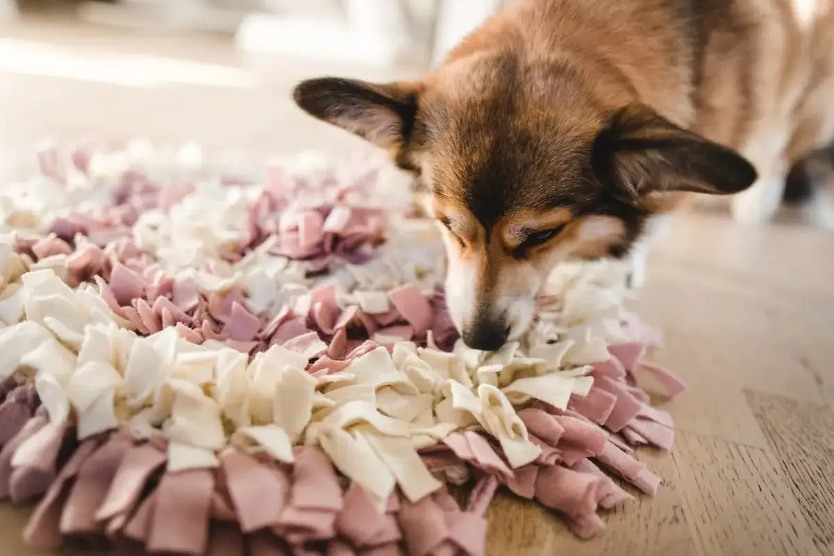 Corgi węszy w kolorowej macie węchowej. Dowiedz się, jak zrobić matę węchową dla psa, by zapewnić mu rozrywkę.