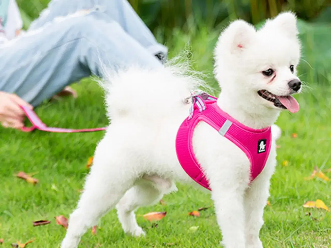 Mały biały piesek w r&oacute;żowych szelkach. Idealne, jakie szelki dla psa na spacerze.