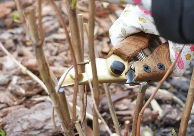 sekator do przycinania hortensji