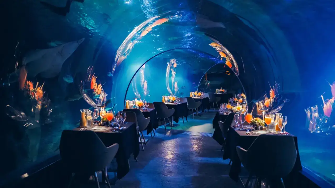 Kolacja w Afrykarium Wrocław podwodny tunel rekiny