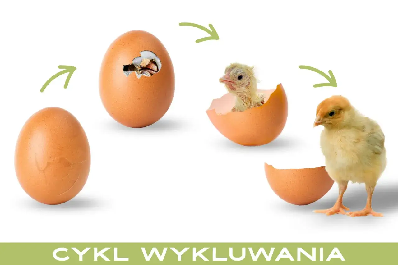 Cykl życia: jajko, pęknięte jajko z pisklęciem, pisklę w skorupce, kurczak z jajka wychodzi na świat.