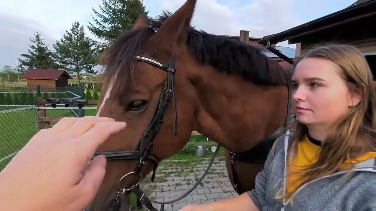 Zdjęcie Jak osiodłać konia bez błędów - krok po kroku dla początkujących