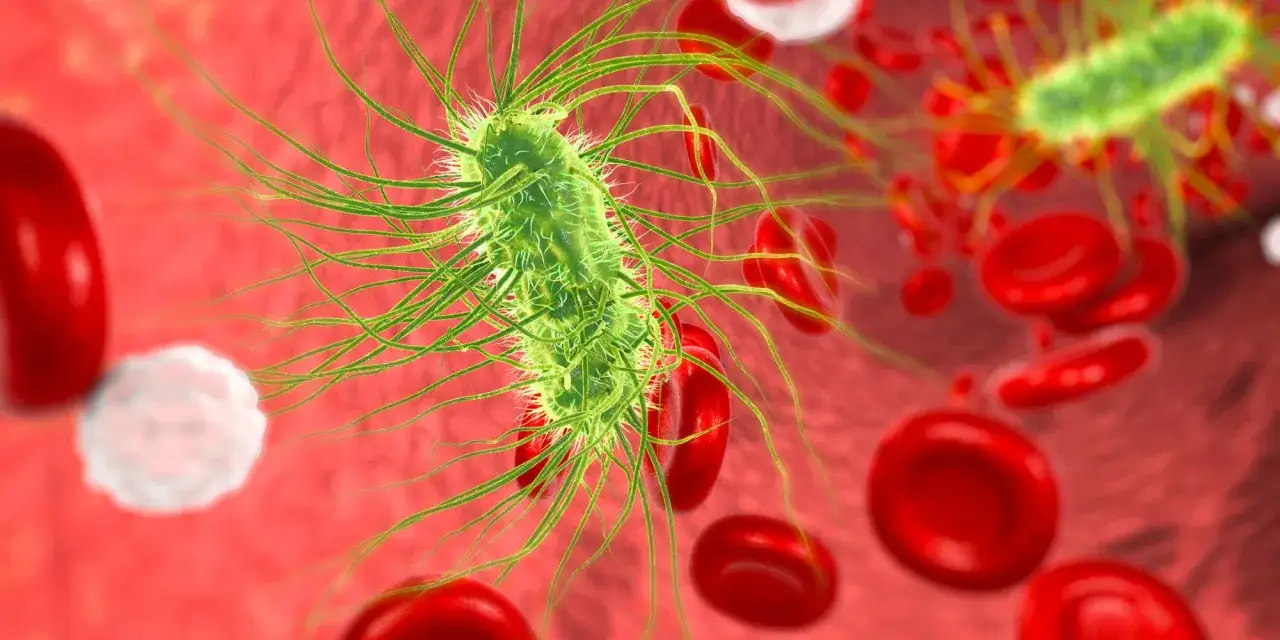 Zielona bakteria, prawdopodobnie escherichia coli w moczu, otoczona czerwonymi krwinkami i białą krwinką.