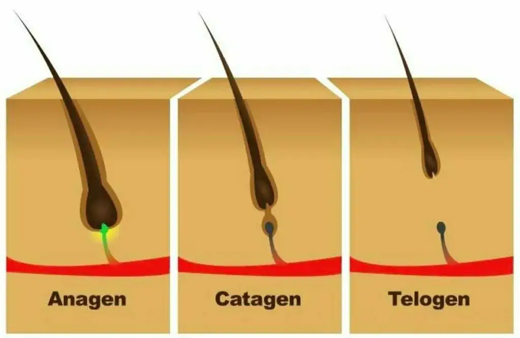 Cykl wzrostu włosa fazy anagen katagen telogen