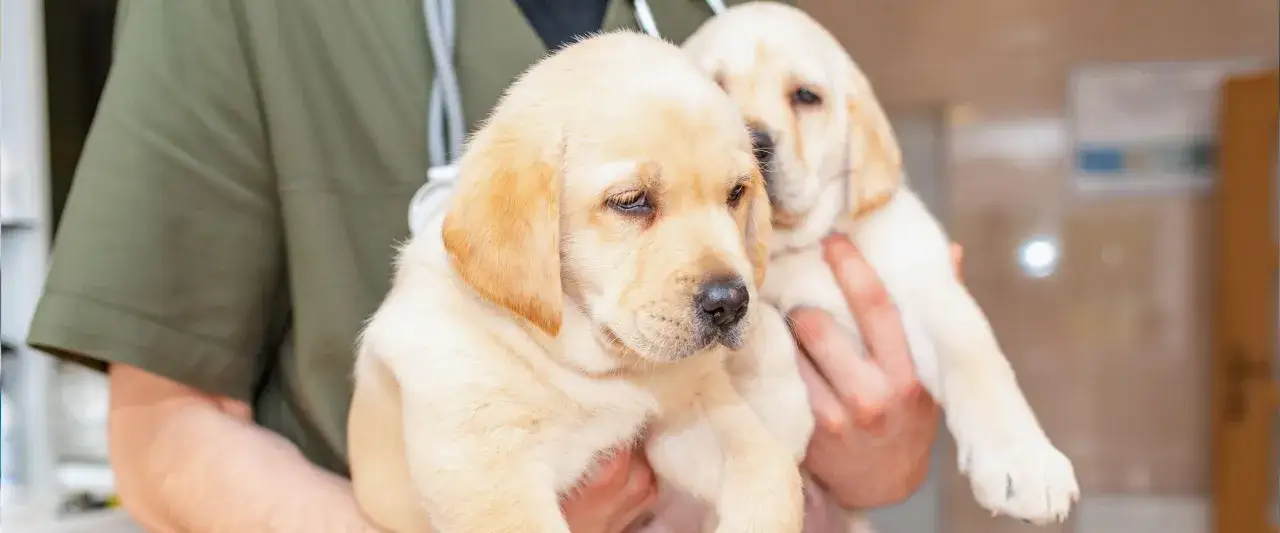 Weterynarz trzyma dwa urocze szczenięta labradora. Czas pomyśleć, jak odrobaczyć szczeniaka, by był zdrowy.