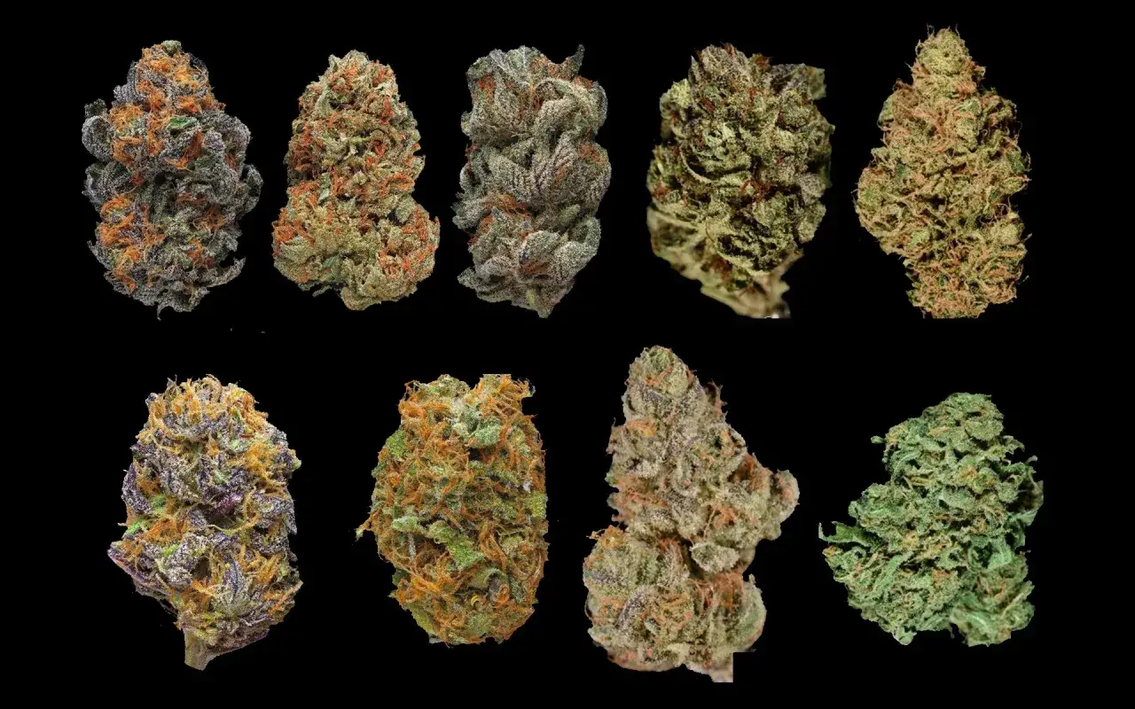 r&oacute;żne odmiany marihuany indica sativa automatyczne