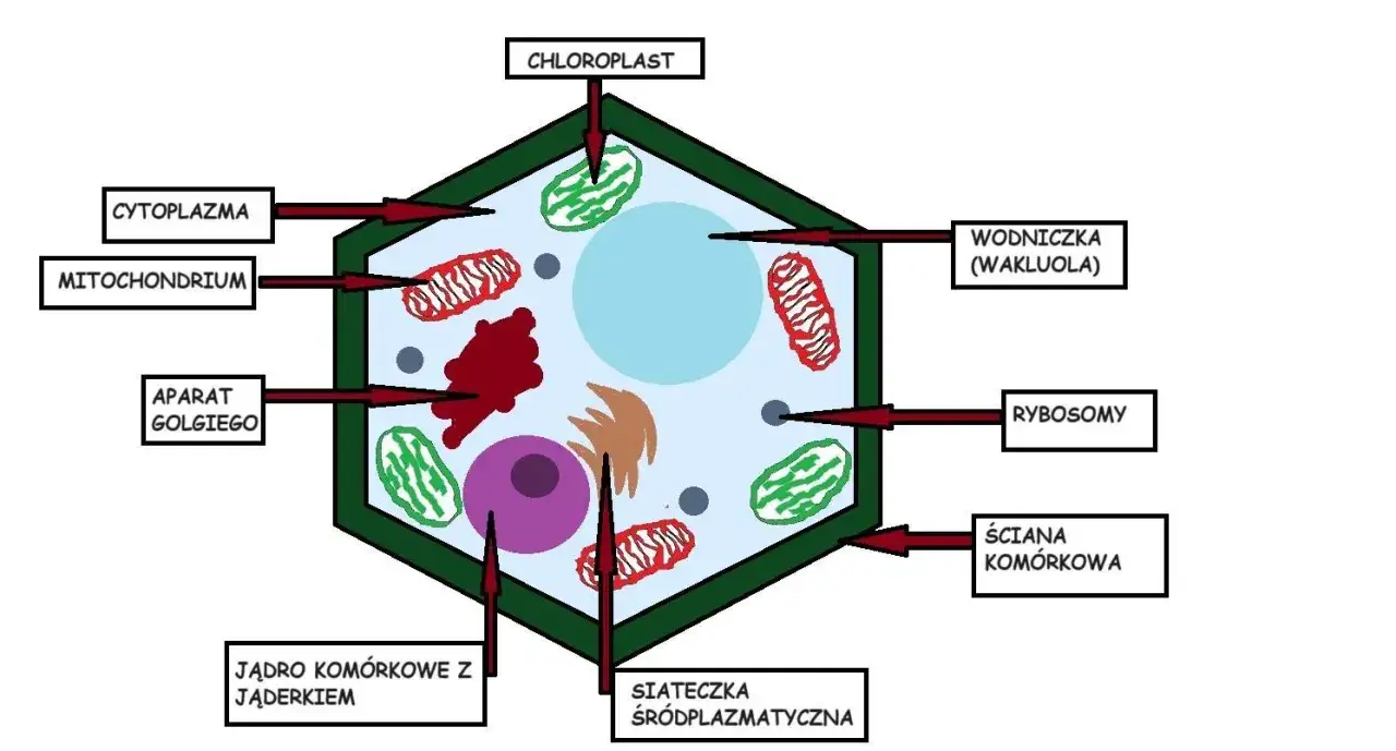 budowa kom&oacute;rki roślinnej schemat