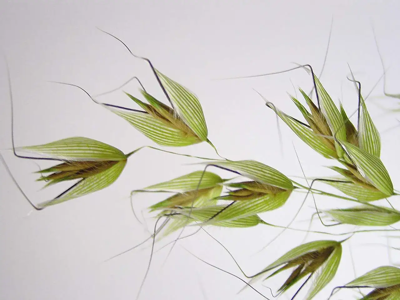 owies głuchy roślina dorosła wiecha