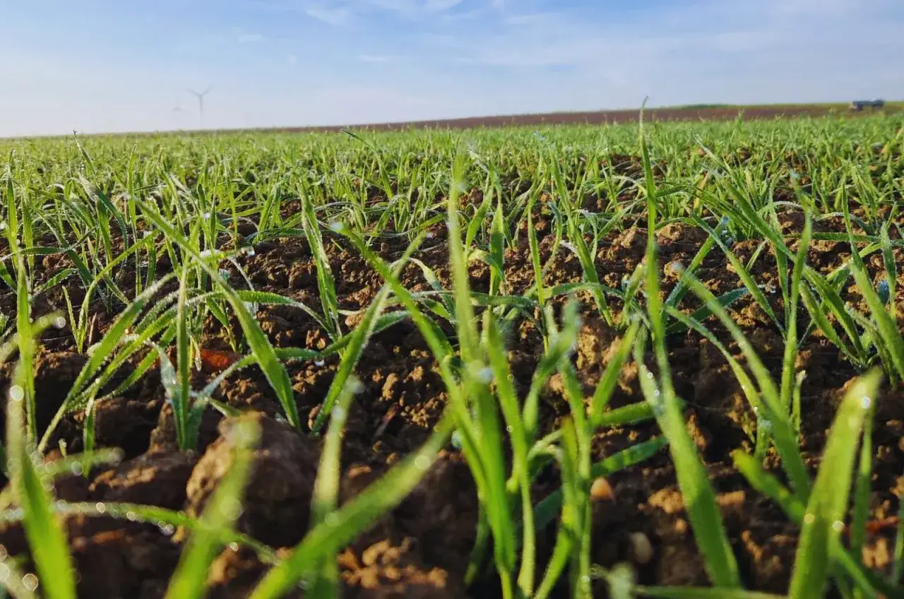 Fazy rozwojowe owsa BBCH