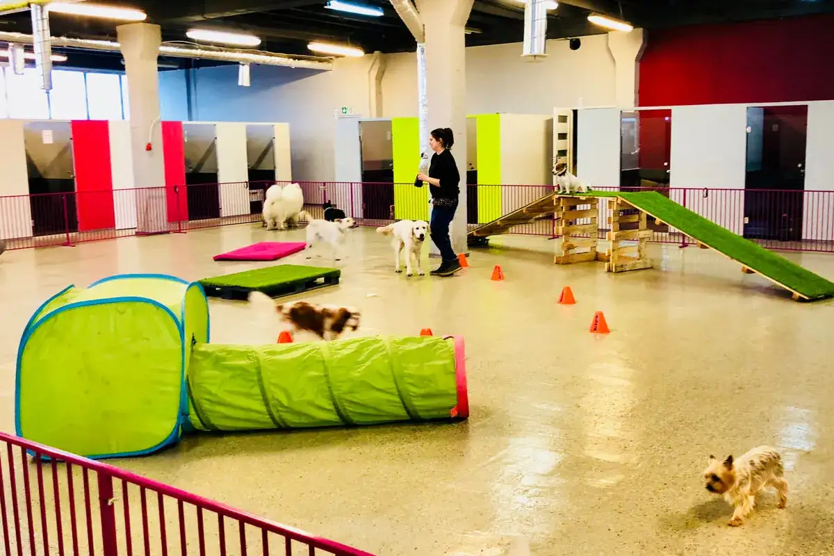 Psy bawią się na placu zabaw. Zastanawiasz się, ile kosztuje hotel dla psa? Tutaj psy mają mn&oacute;stwo atrakcji.