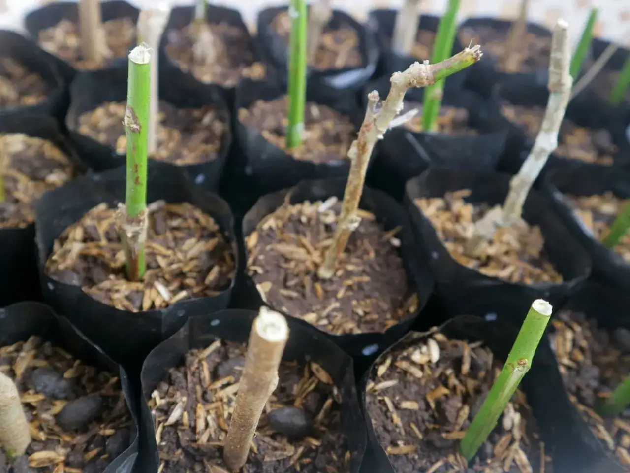 Sadzonki roślin w czarnych doniczkach, gotowe do ukorzeniania w ziemi. Widać r&oacute;żne etapy wzrostu.
