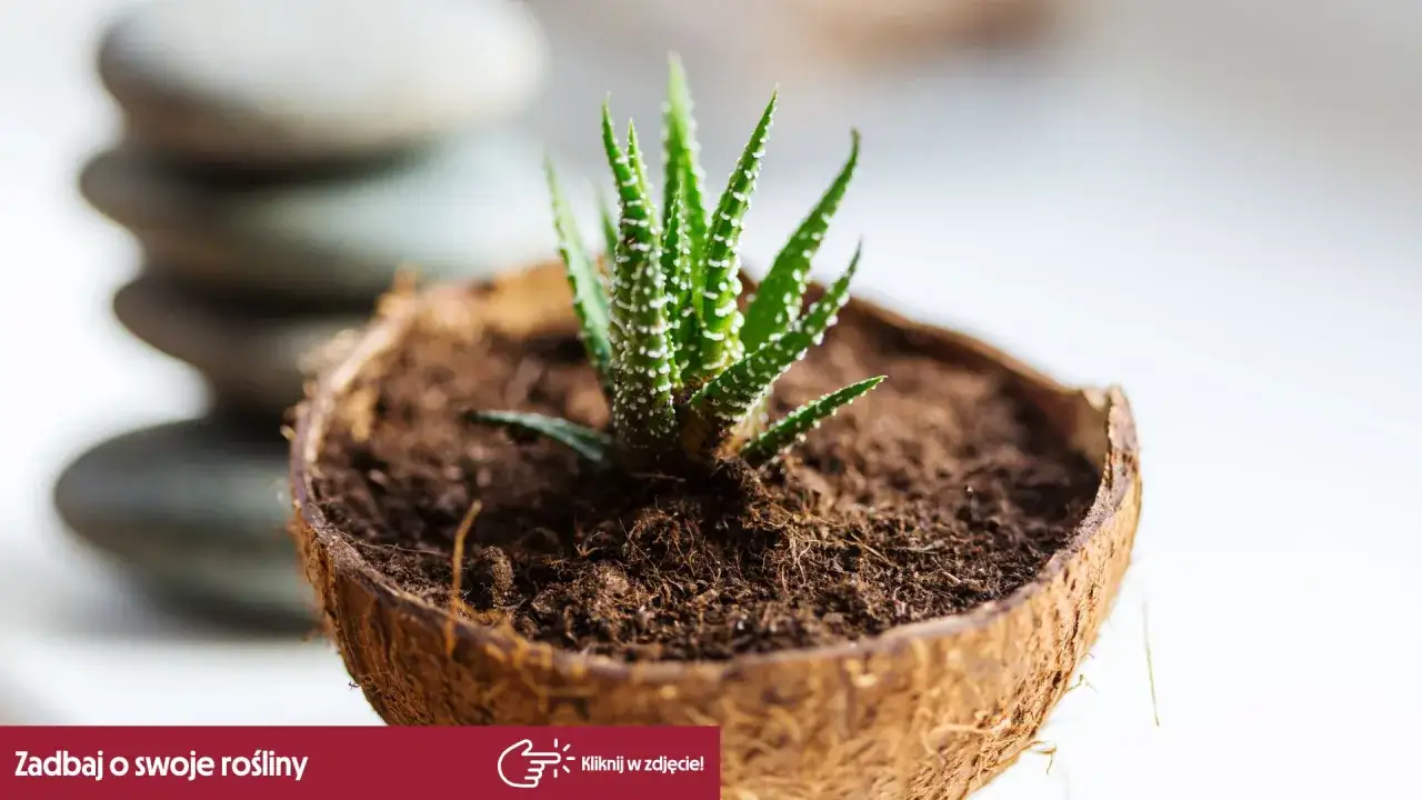 Mały aloes w łupinie kokosa, rośnie w żyznej ziemi. Obok ułożone kamienie.