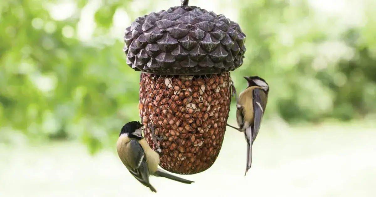 bezpieczne miejsce na poidło dla ptaków