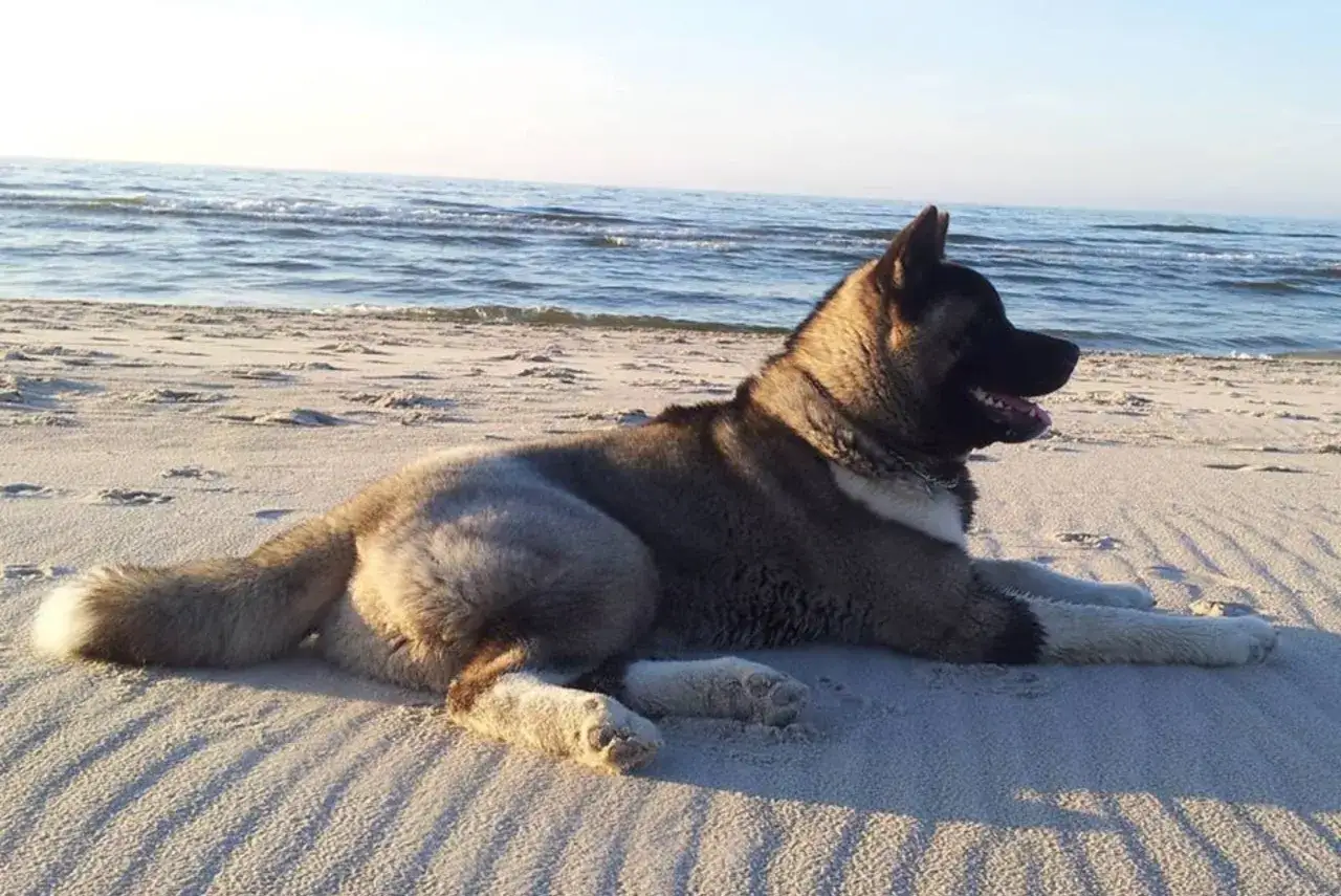Piękny pies akita leży na piaszczystej plaży, patrząc na spokojne morze.