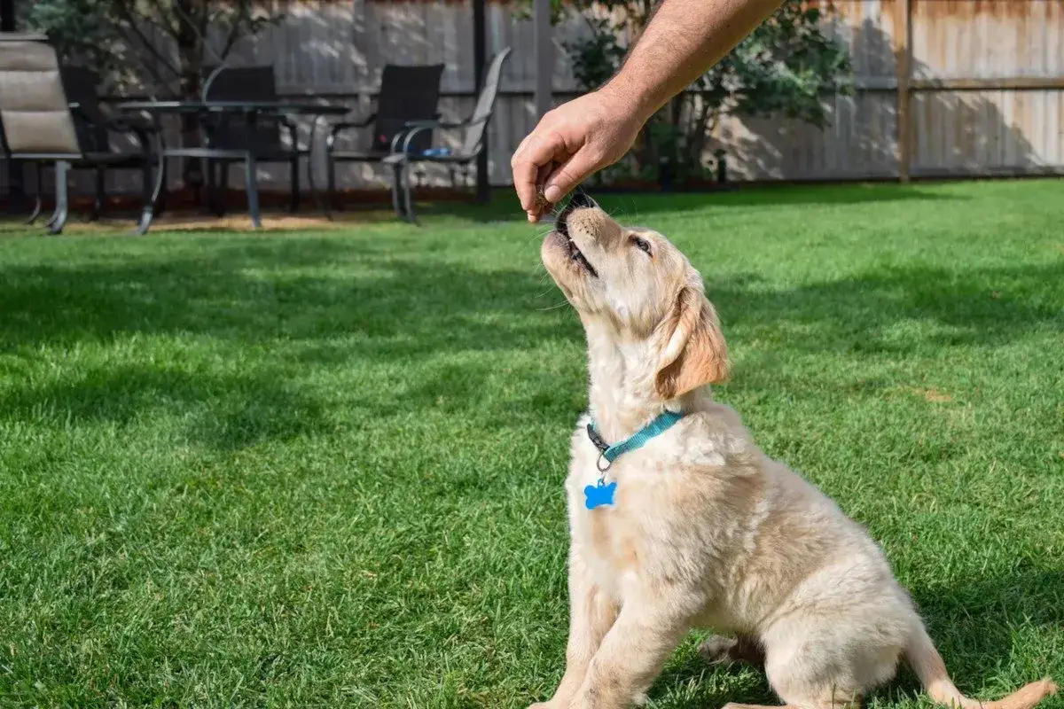 Uroczy szczeniak golden retriever czeka na smaczki dla szczeniaka, kt&oacute;re podaje mu ręka właściciela na trawniku.