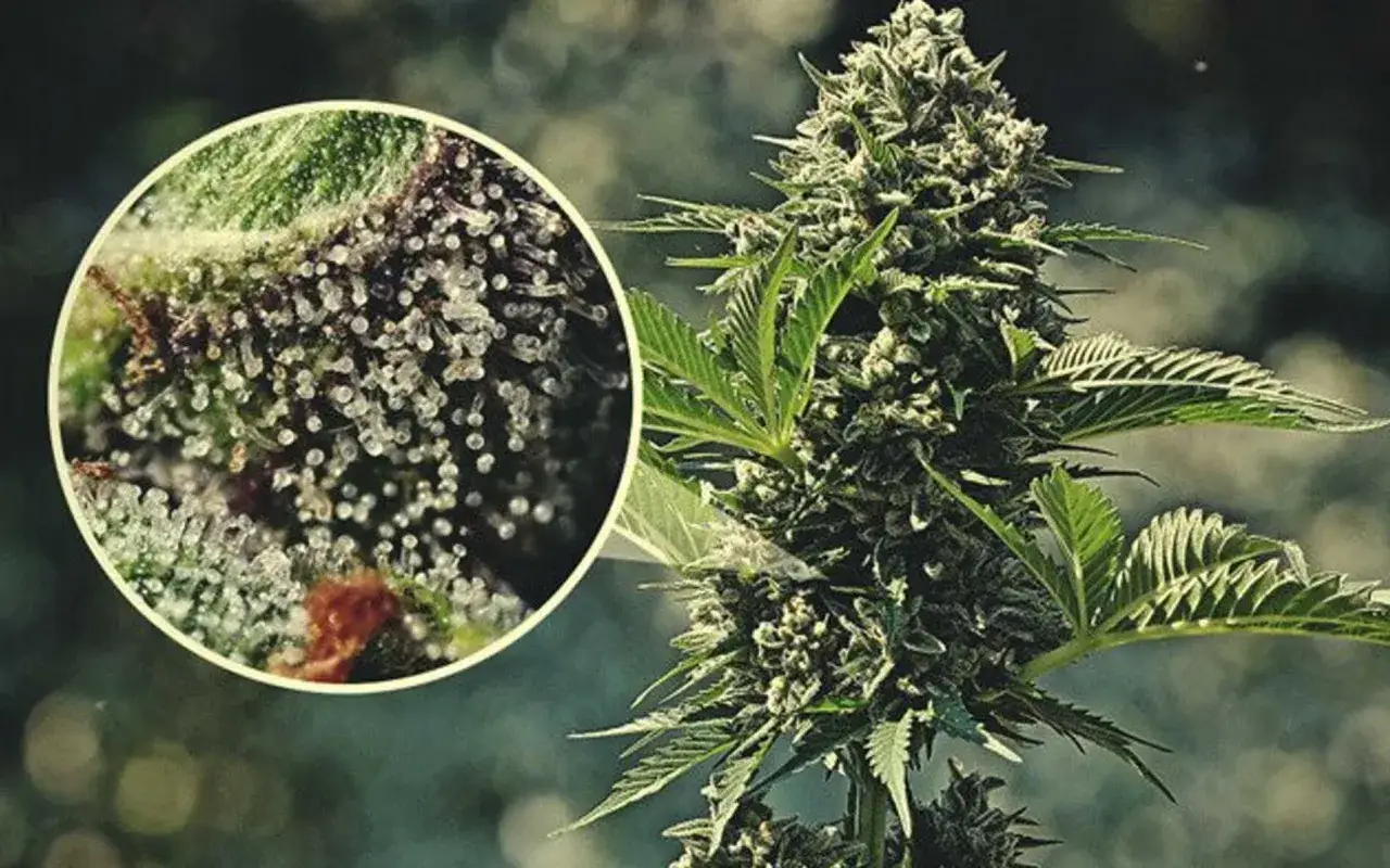 trichomy marihuany pod mikroskopem