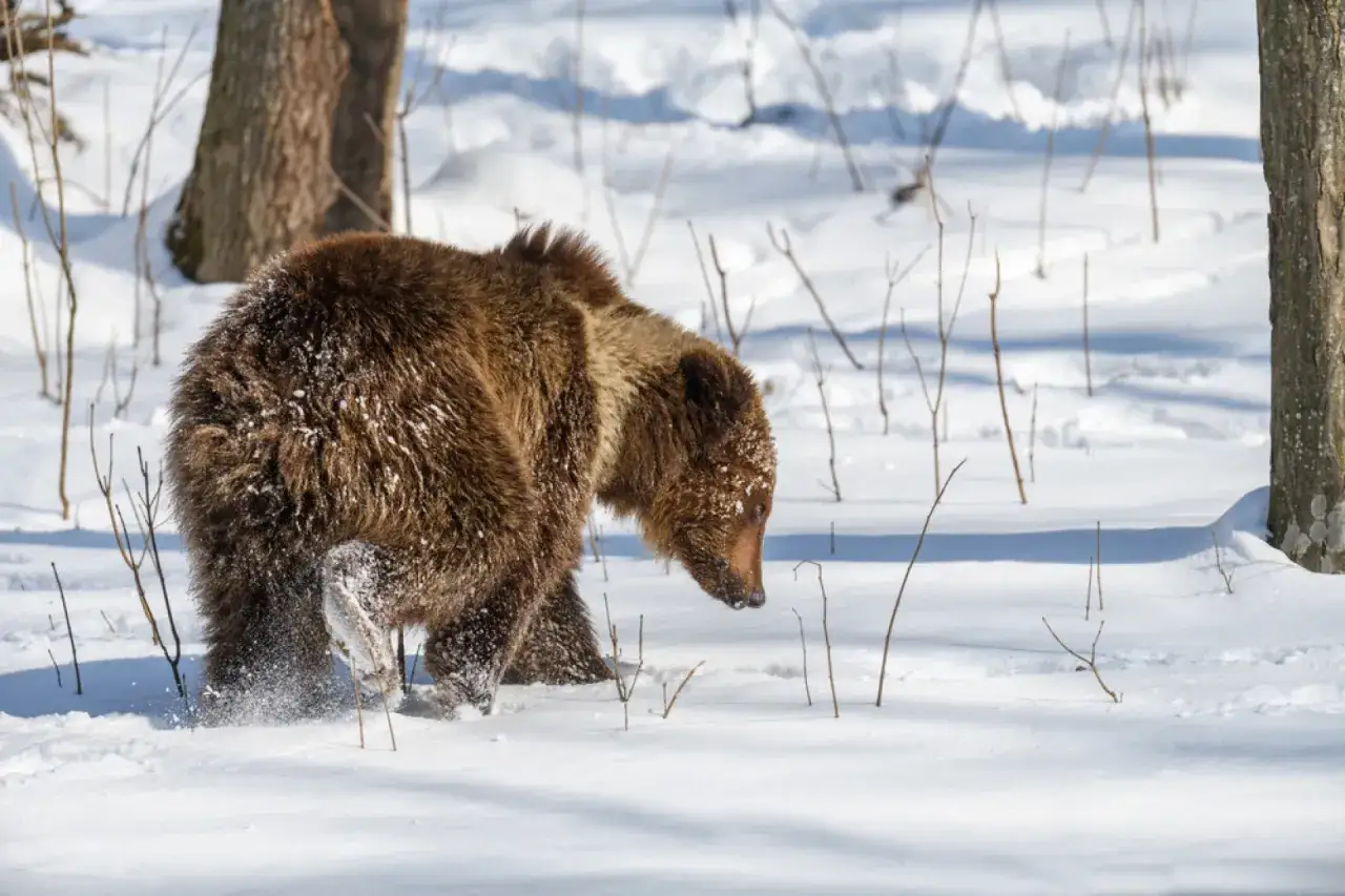 Niedźwiedź brunatny w śniegu, szukający miejsca, gdzie niedźwiedzie brunatne spędzają okres zimowy.