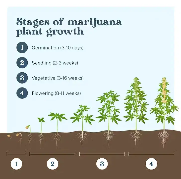 Etapy wzrostu marihuany