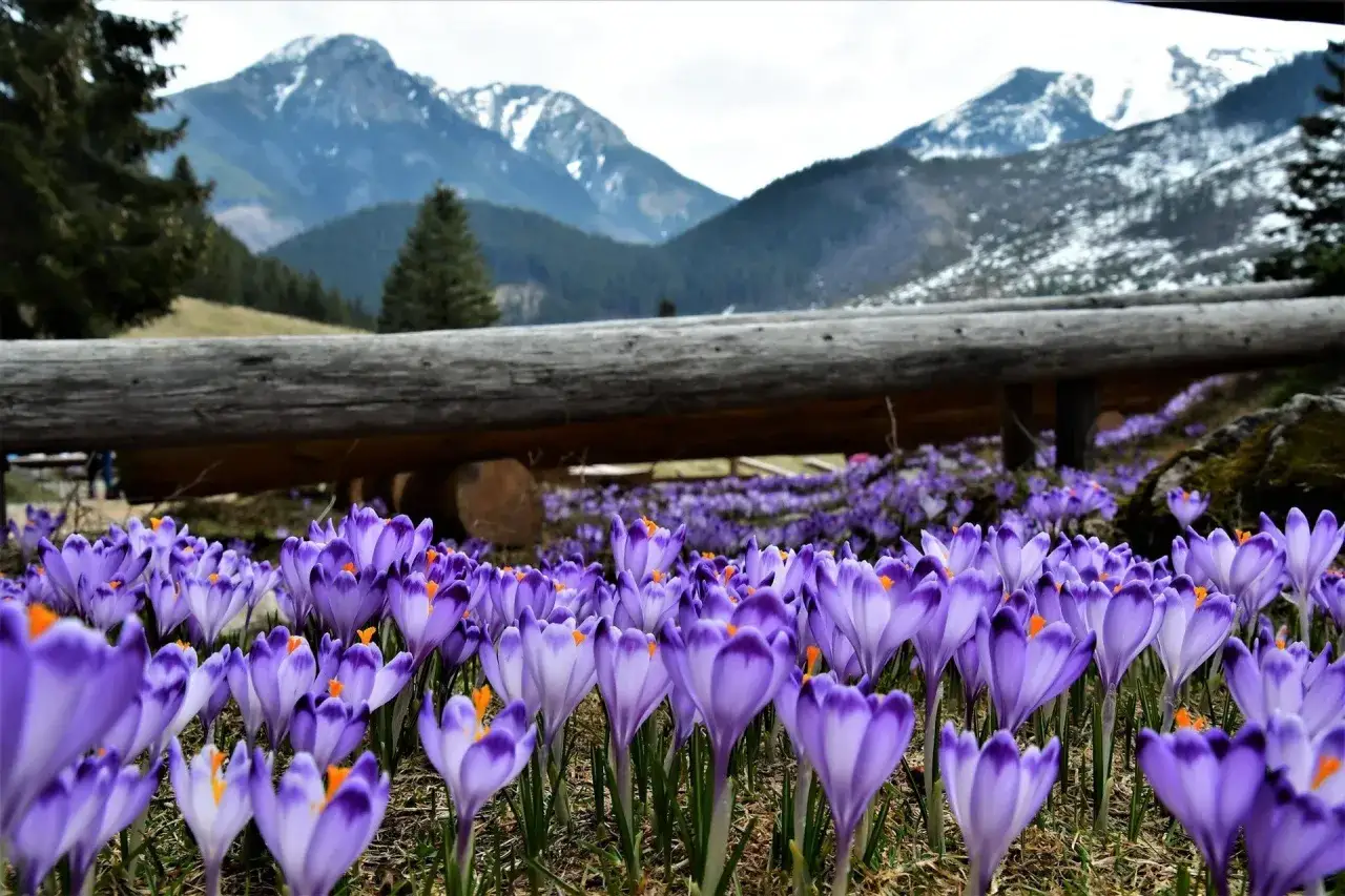 Fioletowe krokusy w Dolinie Chochołowskiej