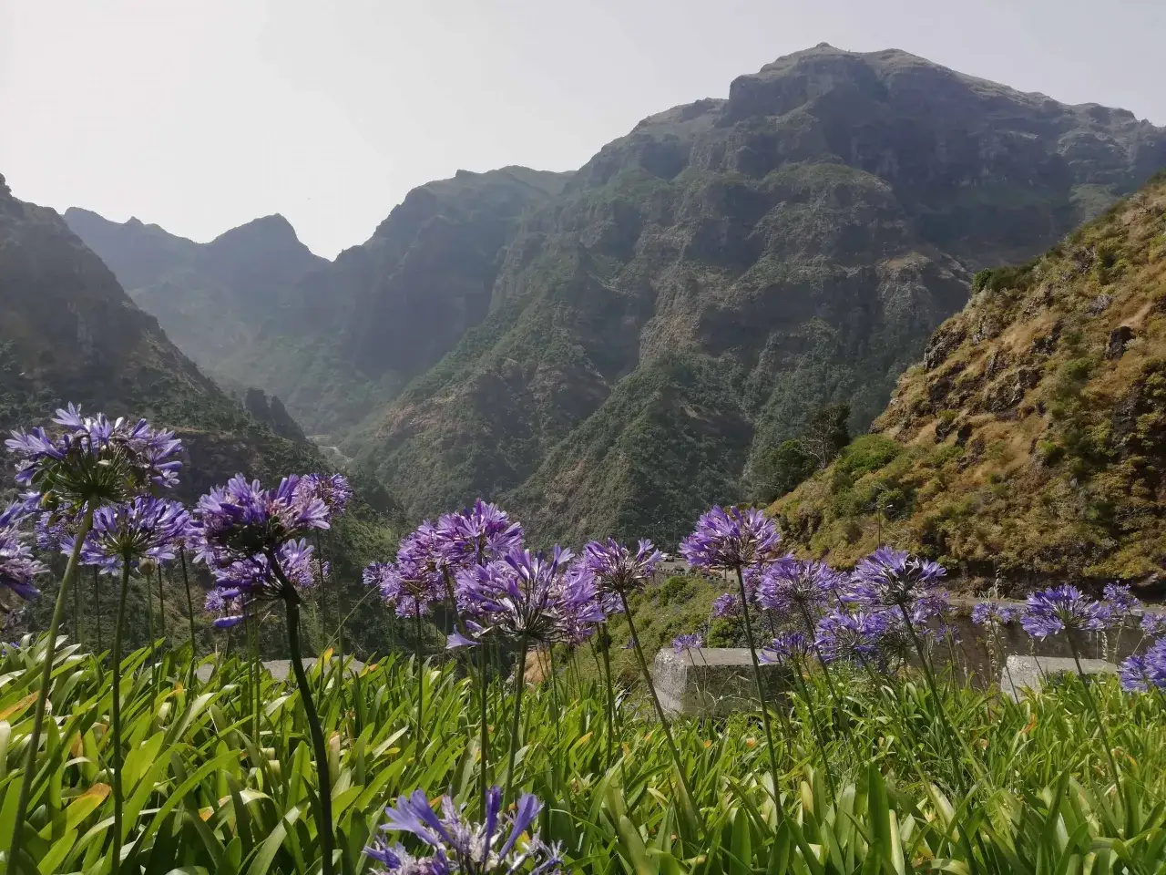 Fiołkowe agapanty na tle górskich krajobrazów Madery. Wiosna to idealny czas, kiedy najlepiej na Maderę przyjechać, by podziwiać takie widoki.