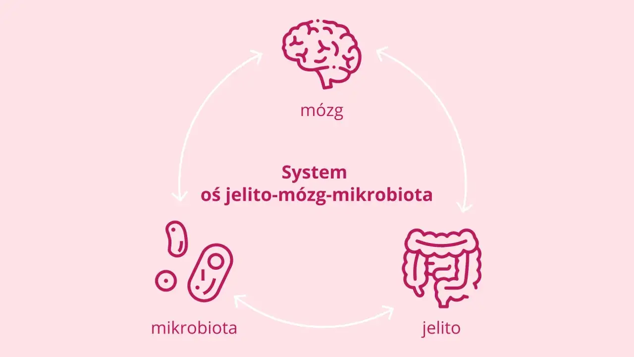 Oś jelitowo-m&oacute;zgowa schemat