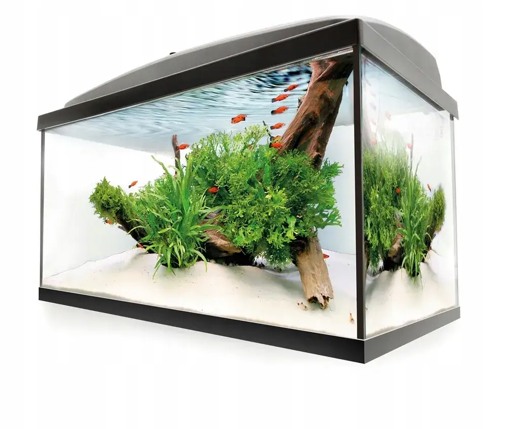 małe akwarium z rybkami i roślinami