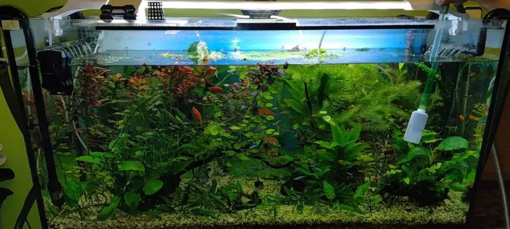 akwarium z dwoma filtrami