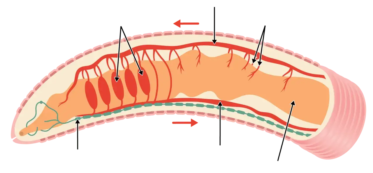 przykłady zwierząt z otwartym układem krwionośnym