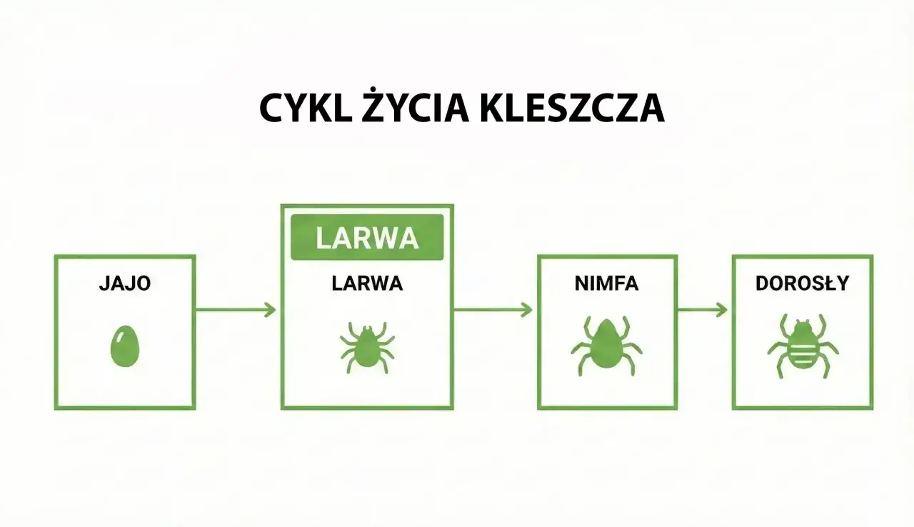 Cykl życia kleszcza: jajo, larwa, nimfa, dorosły. Nimfa kleszcza to stadium rozwoju między larwą a dorosłym osobnikiem.