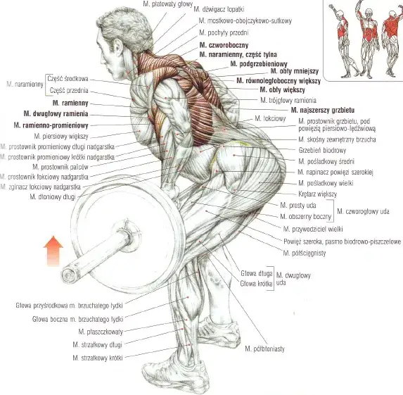 Anatomia mięśni zaangażowanych w wiosłowanie, schemat ciała