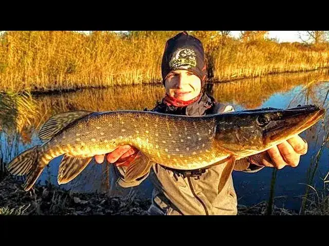 Karp, okoń, szczupak z Jeziora Gowidlińskiego