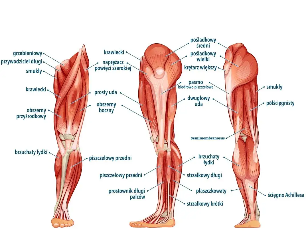 anatomia mięśni ud schemat
