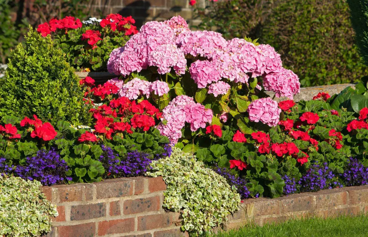 Piękne, różowe hortensje w otoczeniu czerwonych pelargonii i fioletowych lobelii. Idealne miejsce, gdzie kupić hortensje, by stworzyć taki ogród.