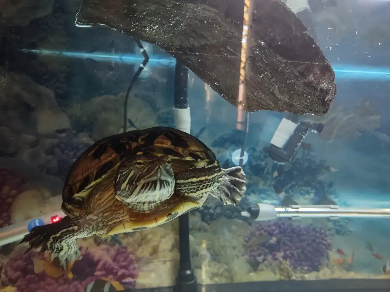 ż&oacute;łw czerwonolicy akwaterrarium idealne warunki