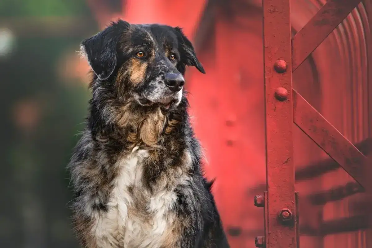 r&oacute;żne typy ps&oacute;w bez rodowodu, kundel, mieszaniec, pies w typie rasy