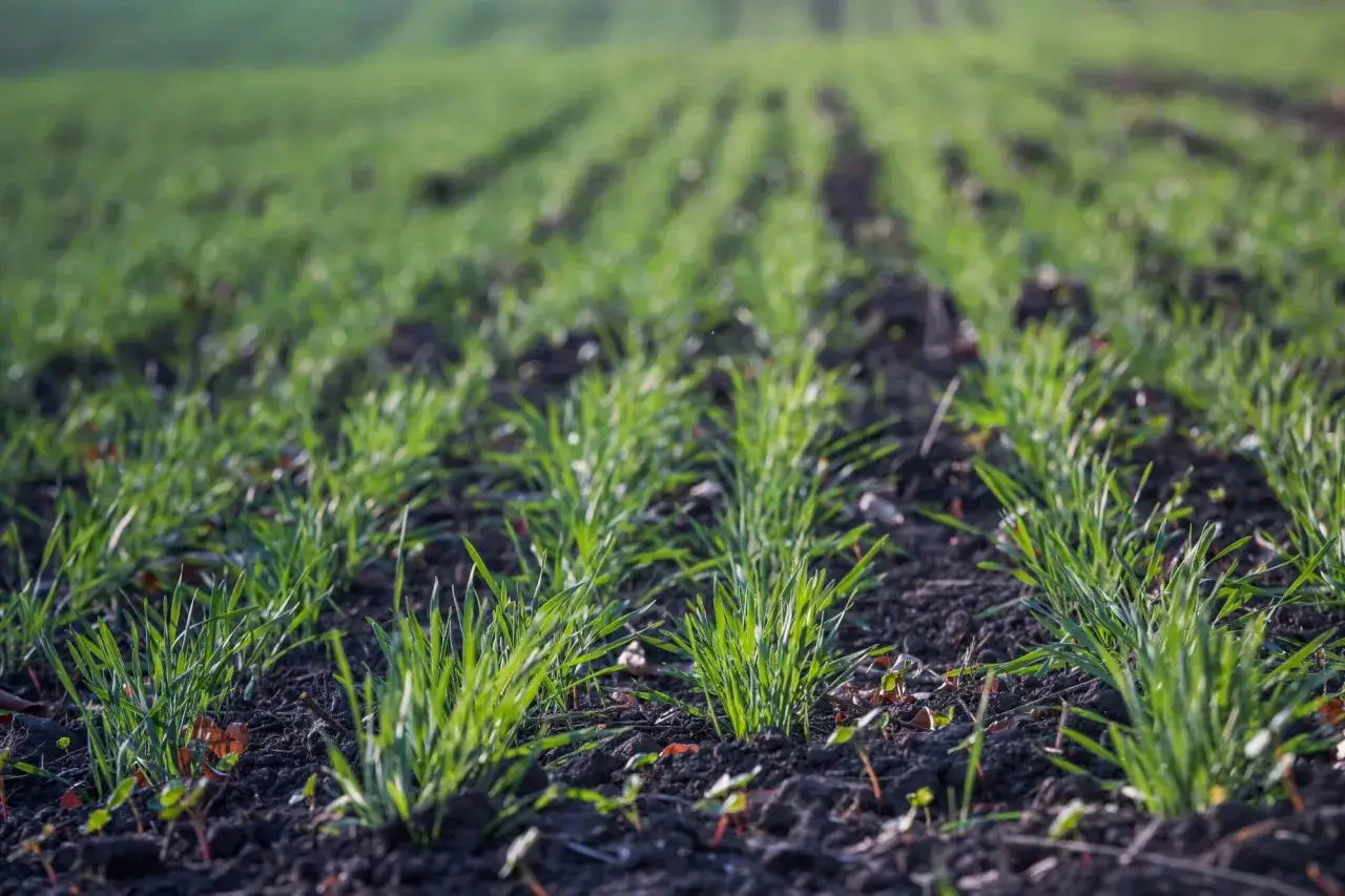 Młode źdźbła zbóż rosnące w rzędach na ciemnej ziemi. Kto płaci podatek od dzierżawy gruntu, gdy plony dopiero się zaczynają?