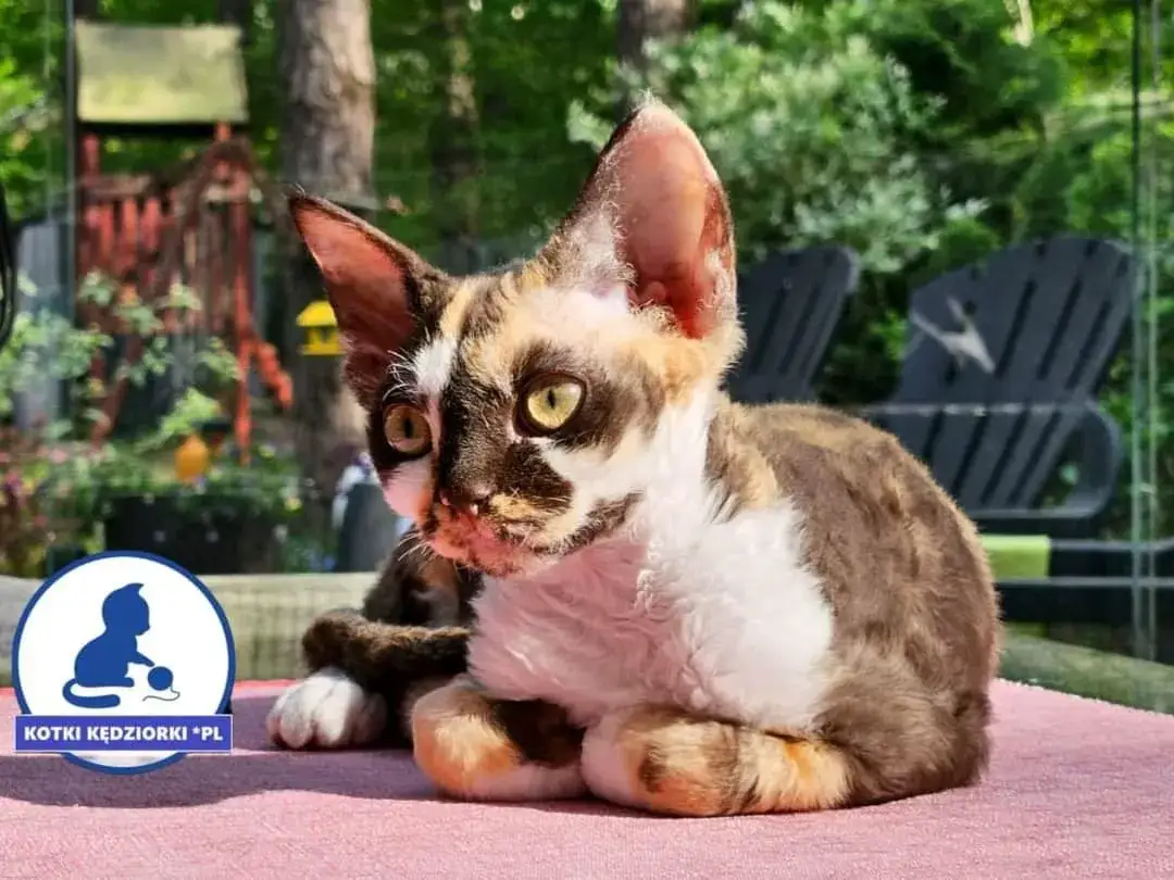 Szczęśliwy Devon Rex w domu