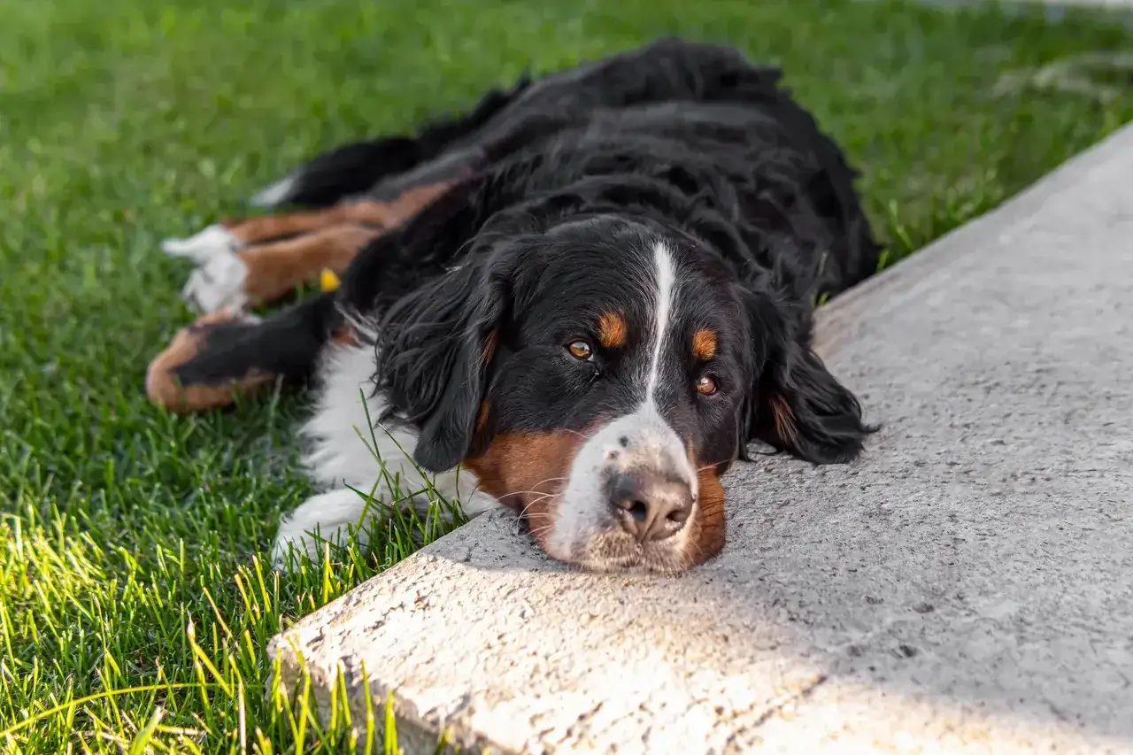 Bernese Mountain Dog leży na trawie, zastanawiając się, czy pies może jeść żelki.