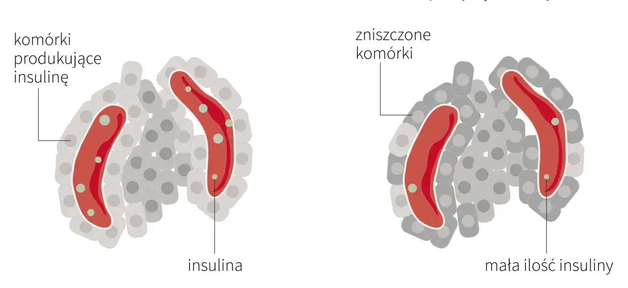 Mechanizm działania flozyn grafika