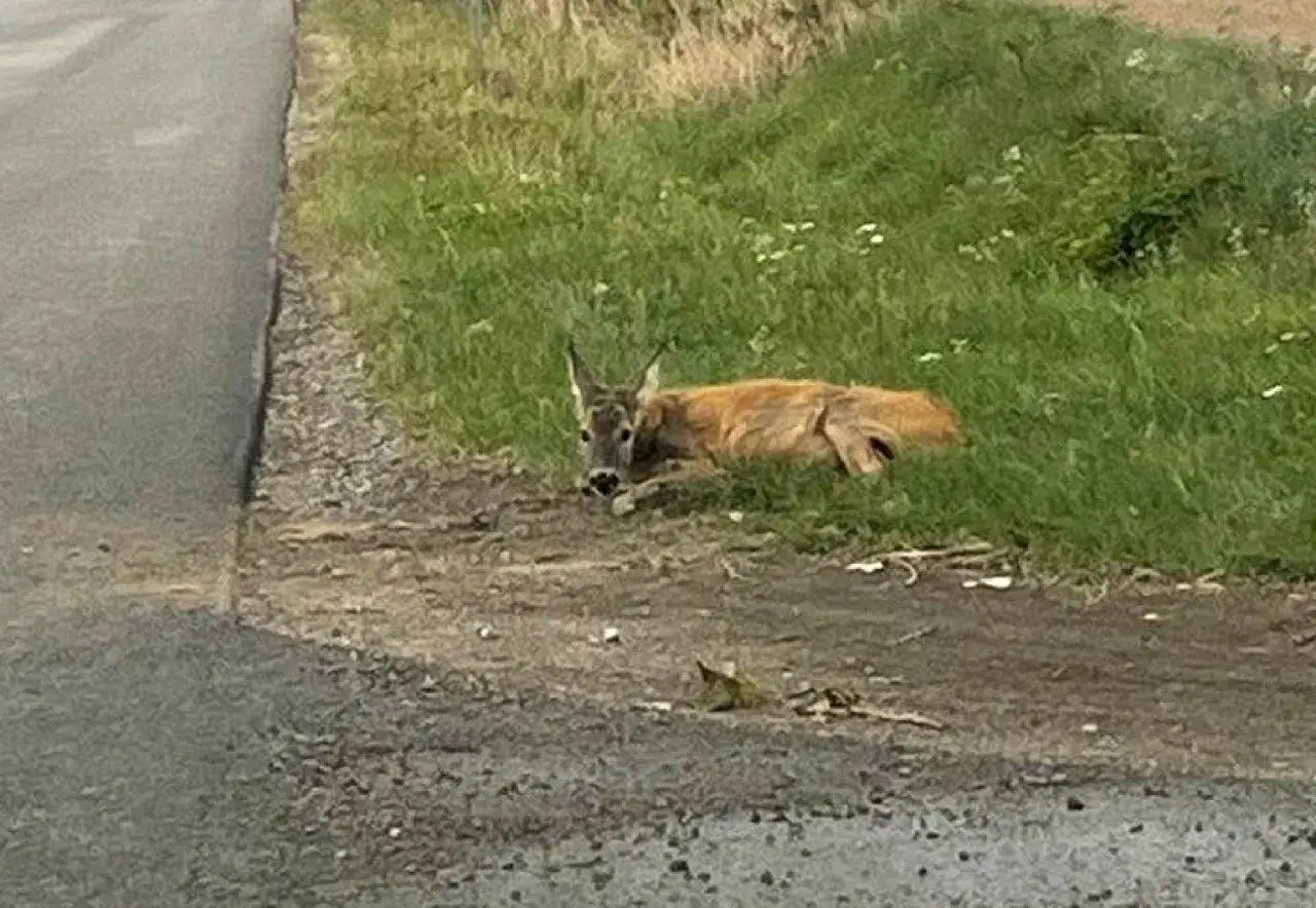 Sarna leży przy drodze. Czy myśliwy może sprzątać z drogi padłą zwierzynę, by zapewnić bezpieczeństwo?
