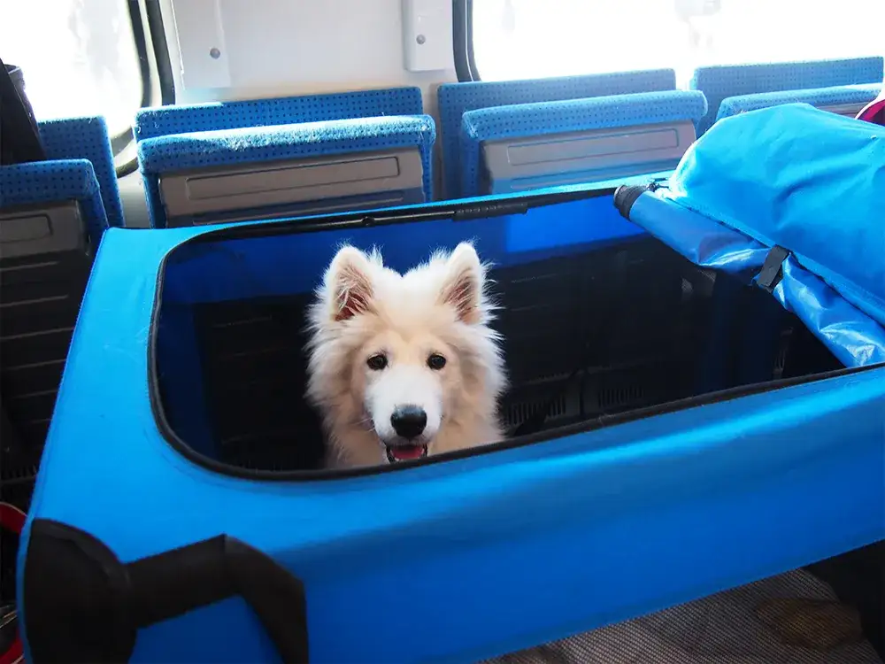 pies w pociągu pkp intercity