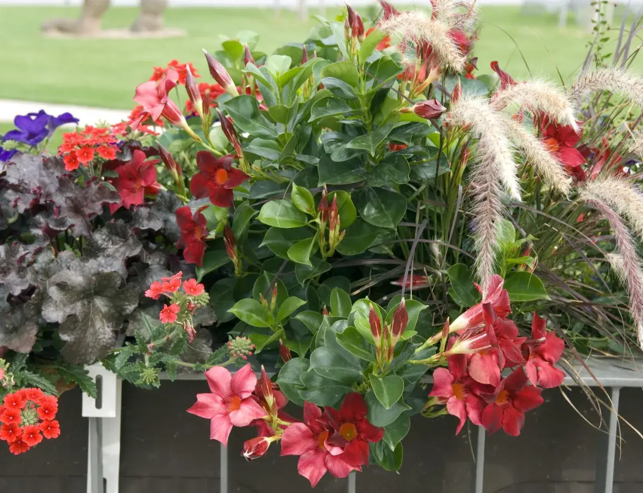 Kolorowe kwiaty na dworze, w tym czerwone dipladenie i fioletowe petunie, tworzą bujną kompozycję.