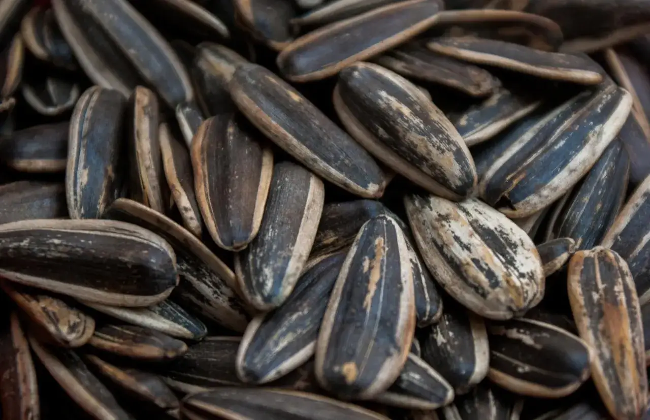 Mn&oacute;stwo łuskanych nasion słonecznika, kt&oacute;re mogą powodować skutki uboczne jedzenia słonecznika, takie jak problemy trawienne.