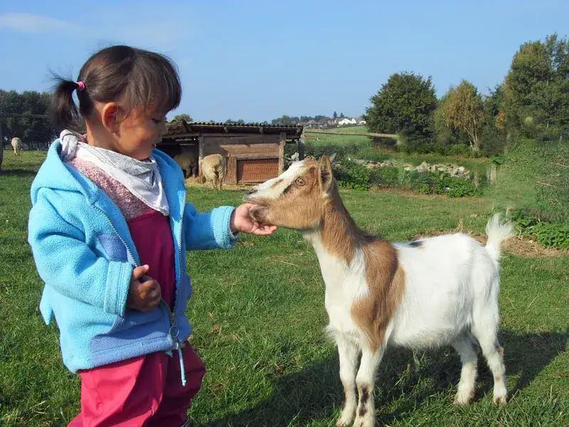 Kleinkinder spielen mit Tieren im Streichelzoo NRW