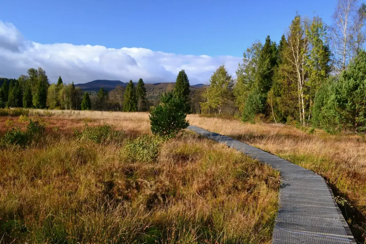 Ścieżka przez jesienne torfowiska Bieszczad. Złota trawa, sosny i brzozy pod błękitnym niebem z chmurami.