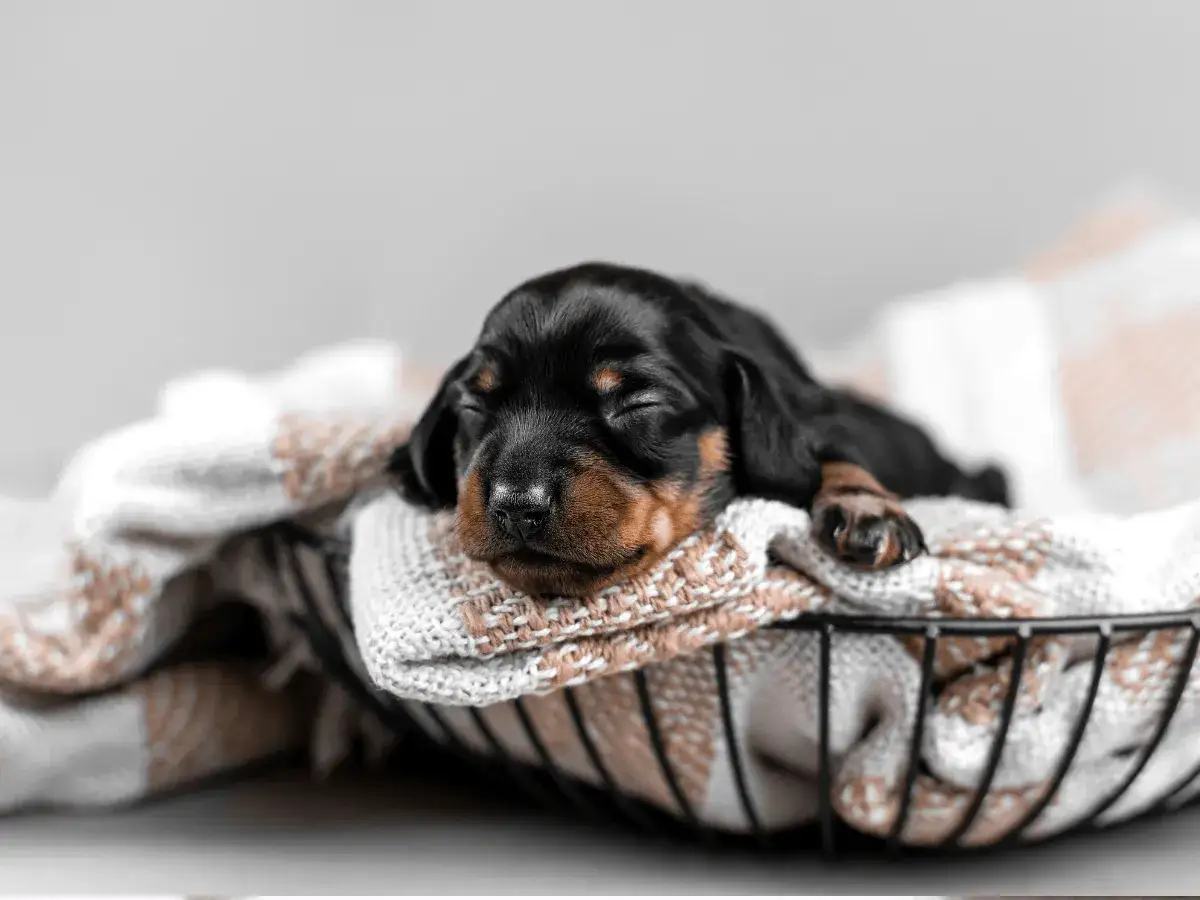 Śpiący szczeniak jamnika w koszyku. Idealny pomysł na wyprawkę dla psa co kupić, by zapewnić mu komfort.