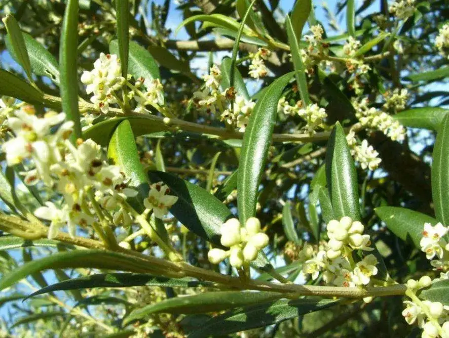 kwitnące drzewko oliwne i dojrzewające owoce