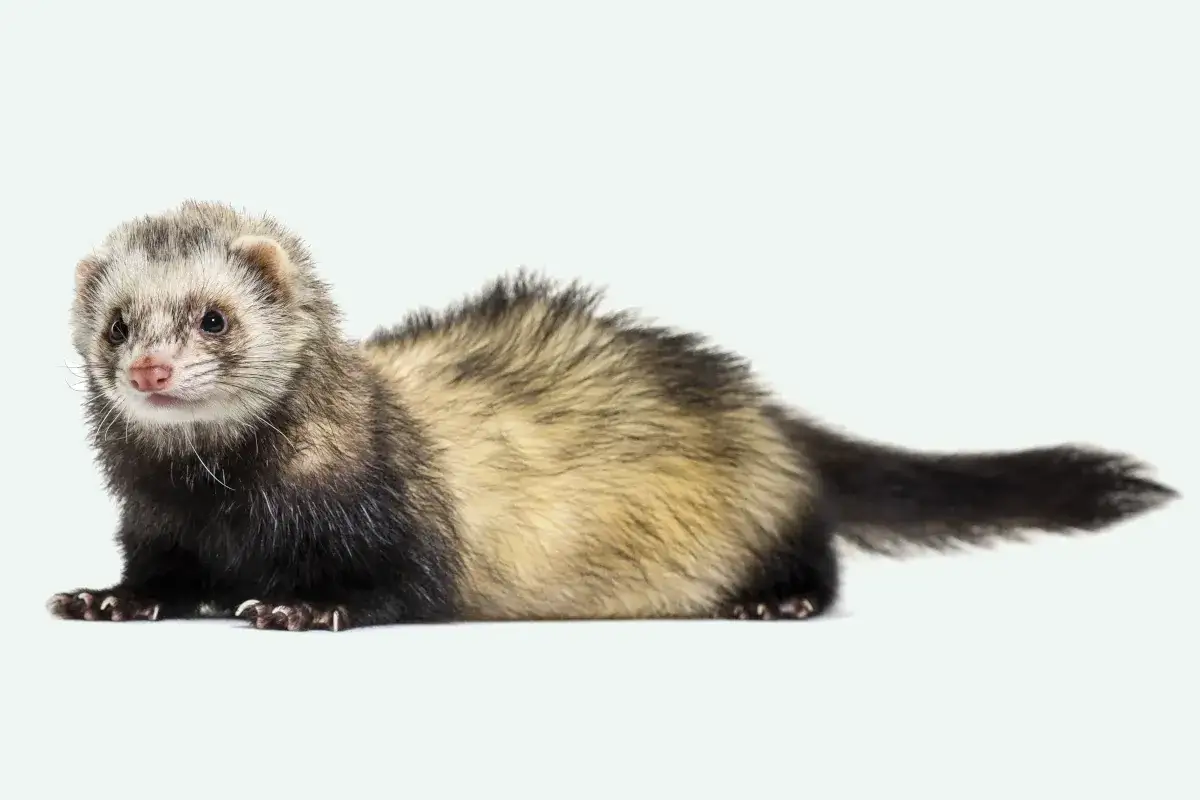 Urocza fretka, ciekawa świata. Dowiedz się, jak długo fretka żyje i jak o nią dbać.