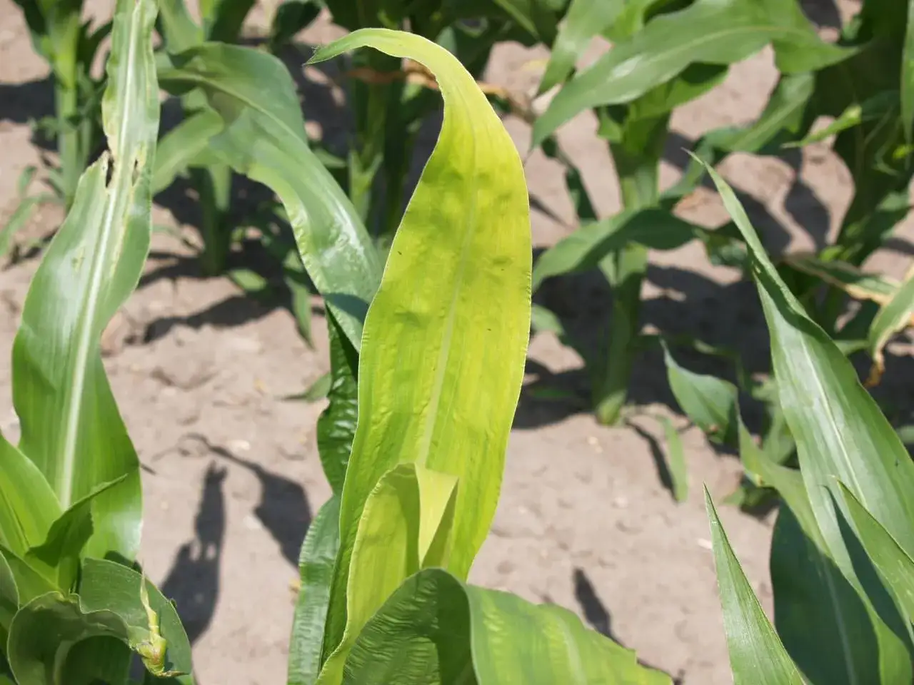 Objawy niedoboru cynku kukurydza liście