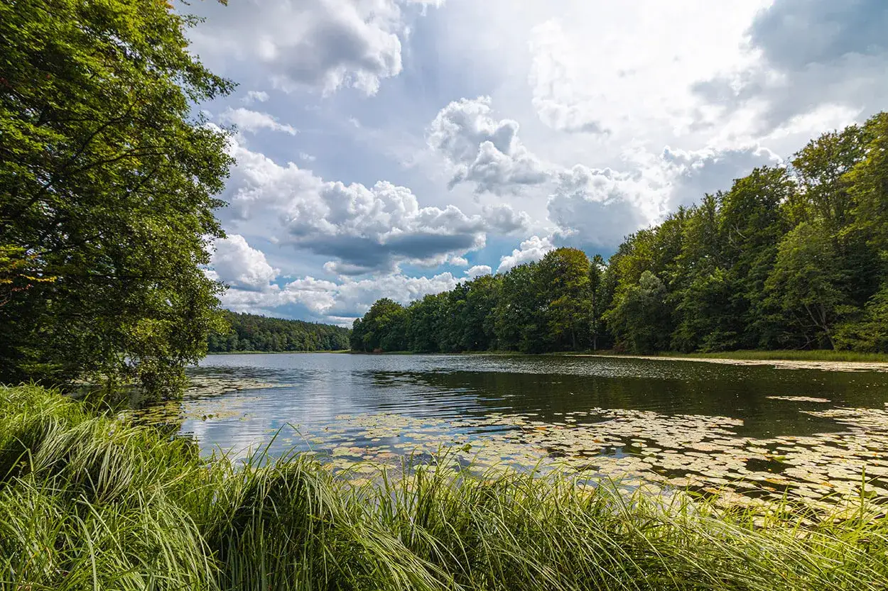 Spokojne jezioro w Drawskim Parku Krajobrazowym, otoczone gęstym lasem. Na pierwszym planie bujna trawa i lilie wodne.